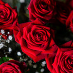 Close up of long-stem red roses in the Two Dozen Red Roses bouquet