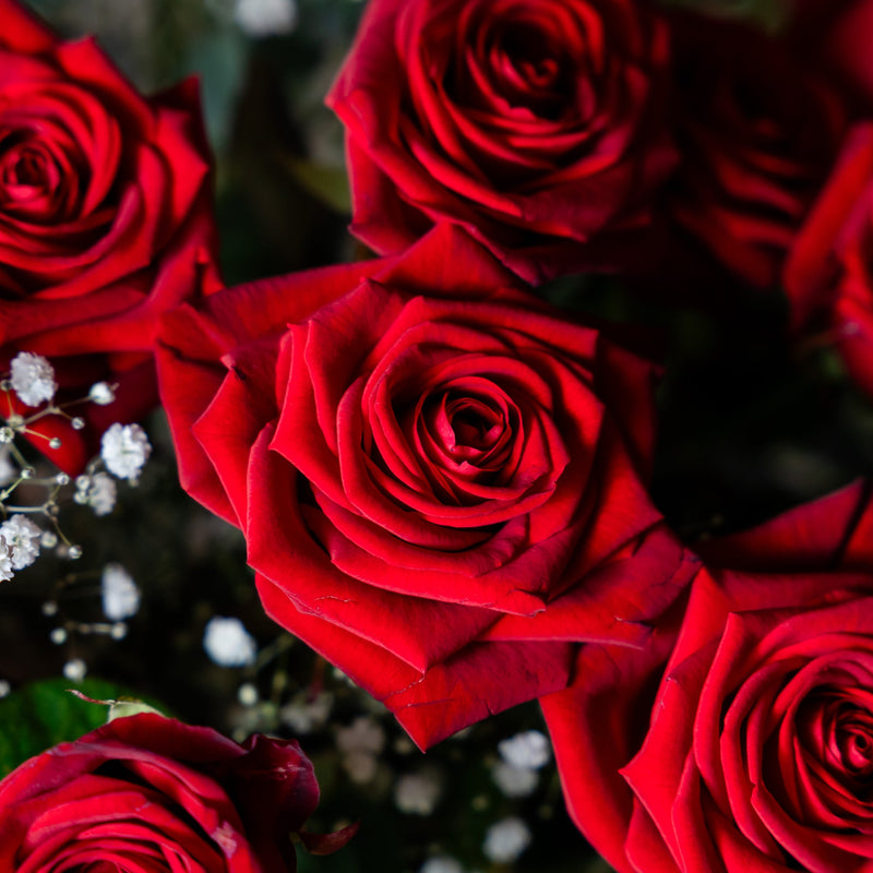 Close up of long-stem red roses in the Two Dozen Red Roses bouquet