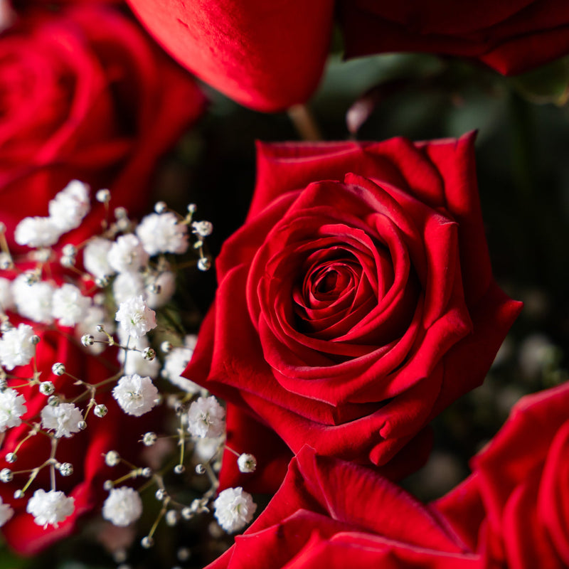 Two Dozen Red Roses arrangement with gypsophila and phoenix palm leaves