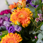 Close up of Pop of Colour bouquet showing orange roses, pink brassica and purple carnations with eucalyptus foliage