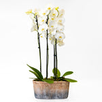 Orchid Arrangement
