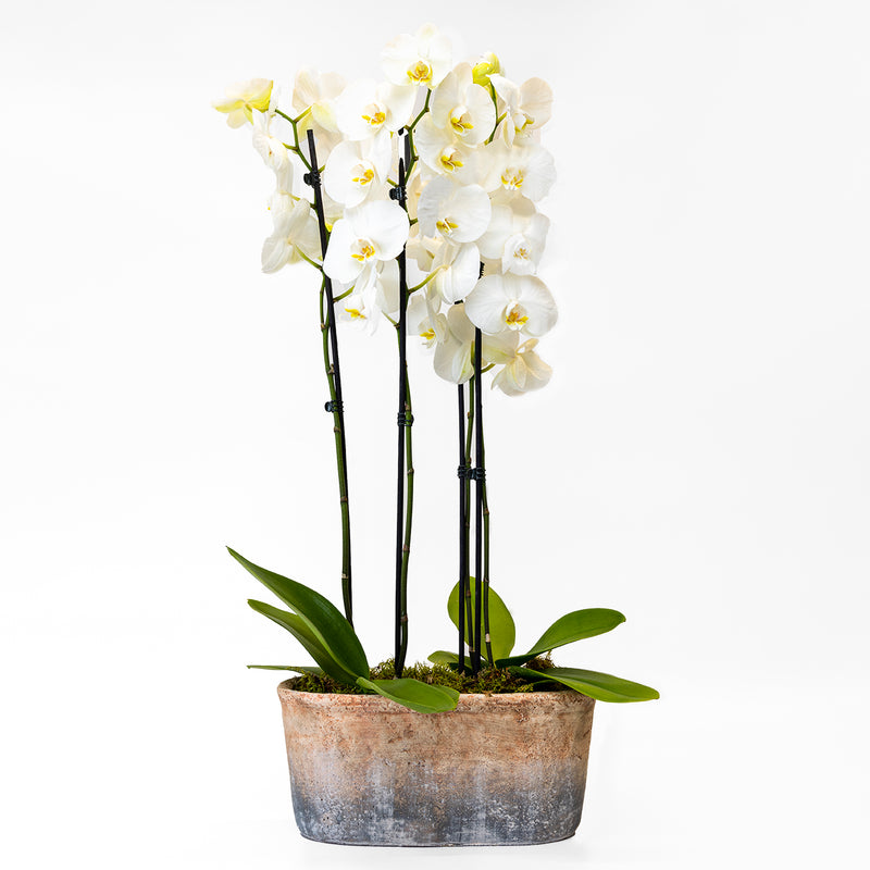 Orchid Arrangement