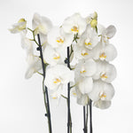 Orchid Arrangement