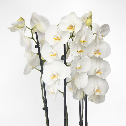Orchid Arrangement